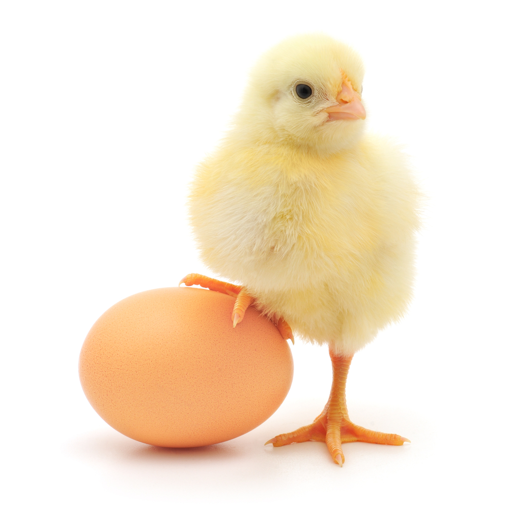 Яйцо или курица?